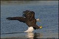 _0SB8951 american bald eagle